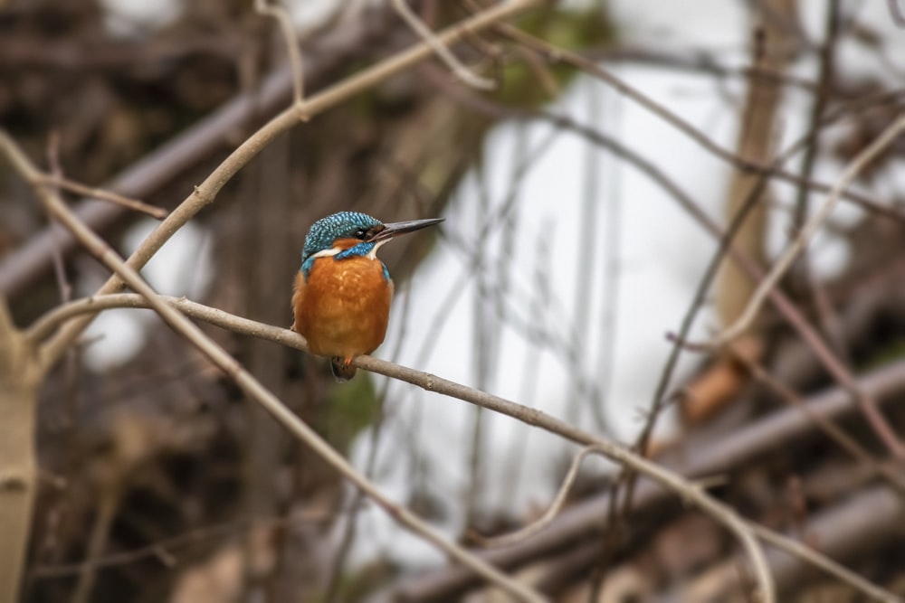 a small colorful bird perched on a tree branch