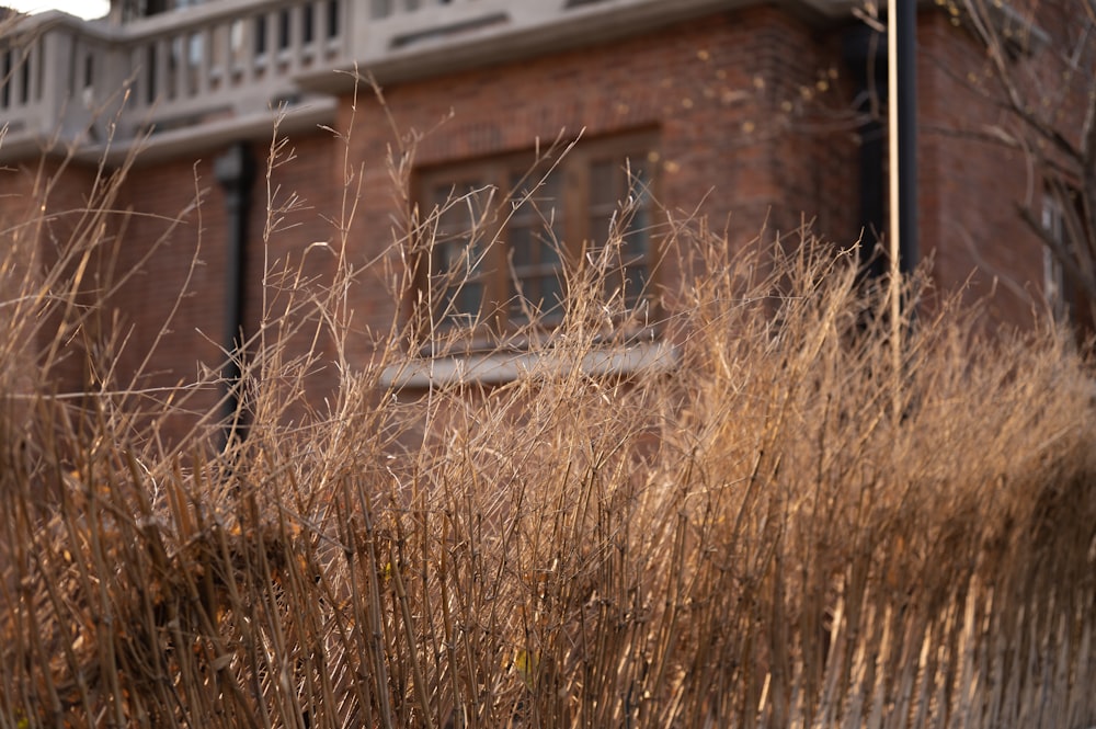 a building with tall grass in front of it