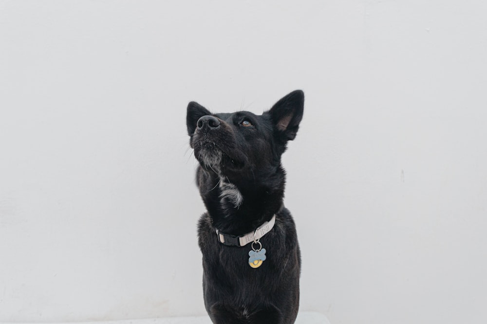 a black dog sitting on top of a white floor