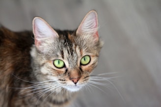 a close up of a cat with green eyes