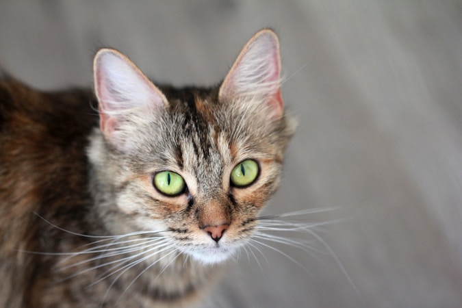 Lumps on Your Cat? A Guide to Identifying Benign vs. Malignant Tumors