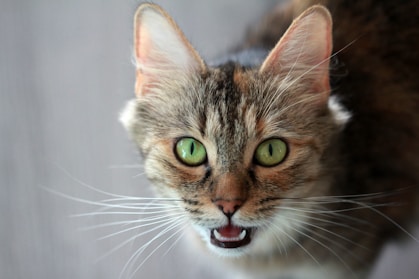 a close up of a cat with green eyes