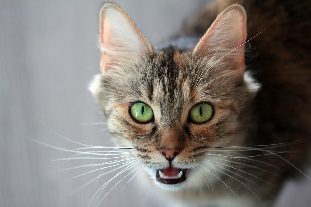 a close up of a cat with green eyes