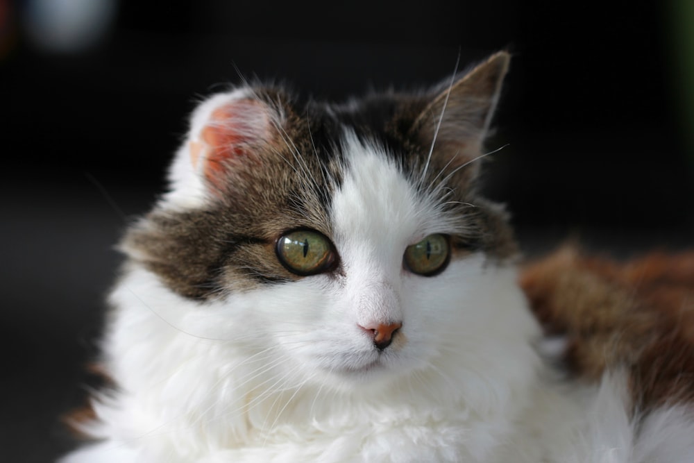 a close up of a cat with green eyes