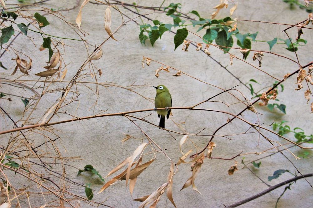 a small green bird sitting on a tree branch