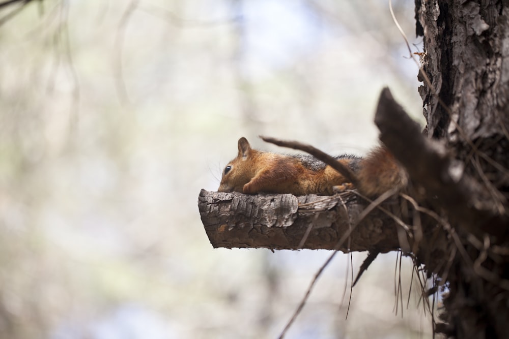 uno scoiattolo che dorme sulla cima di un ramo di un albero