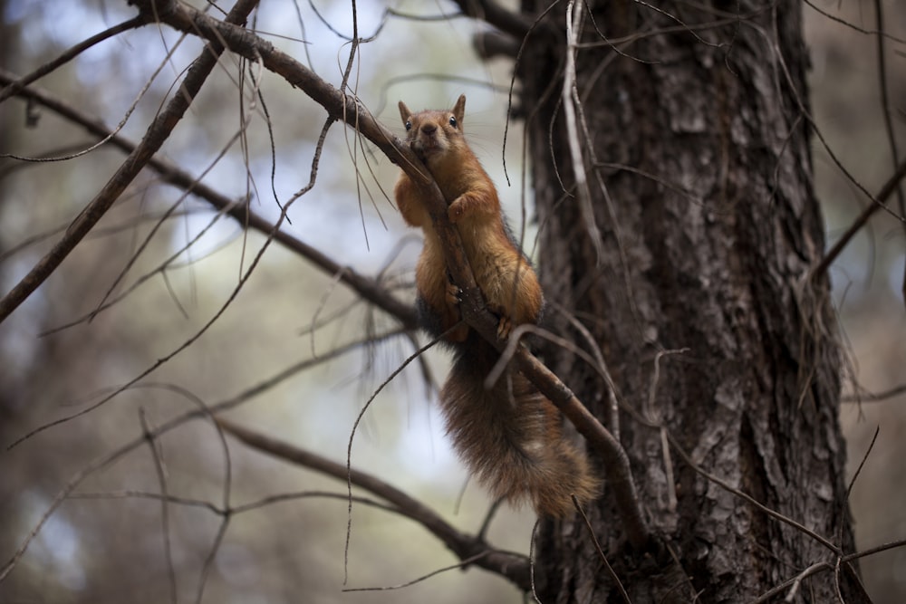 a squirrel is sitting on a tree branch