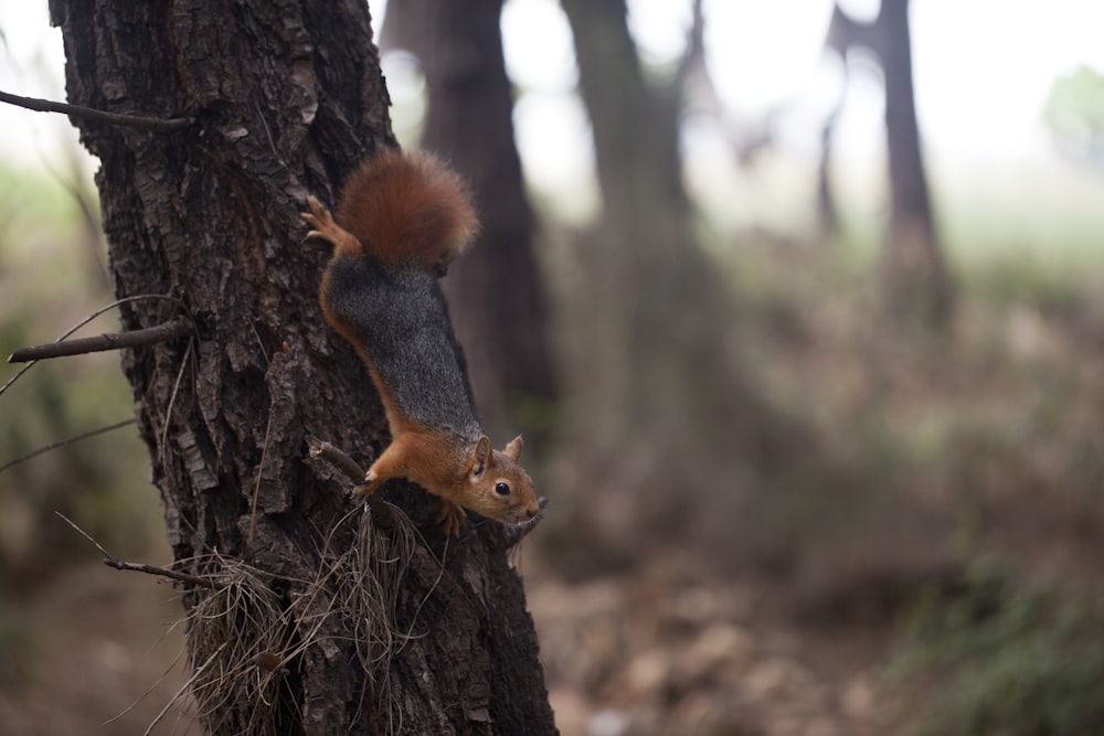 Uno scoiattolo che si arrampica sul fianco di un albero