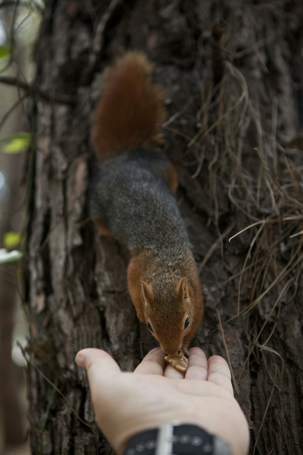 a person holding a small squirrel on top of a tree