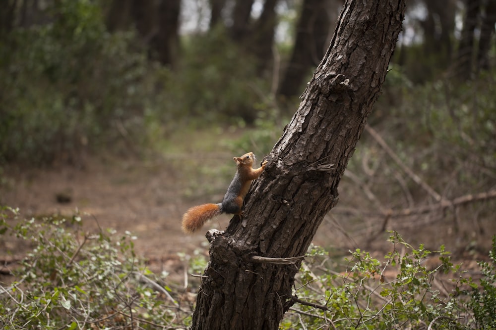 a squirrel climbing up a tree in the woods