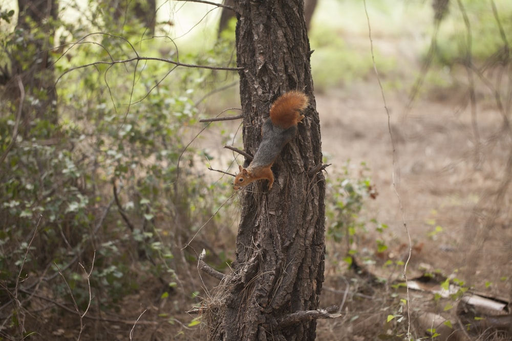 Uno scoiattolo che si arrampica sul fianco di un albero