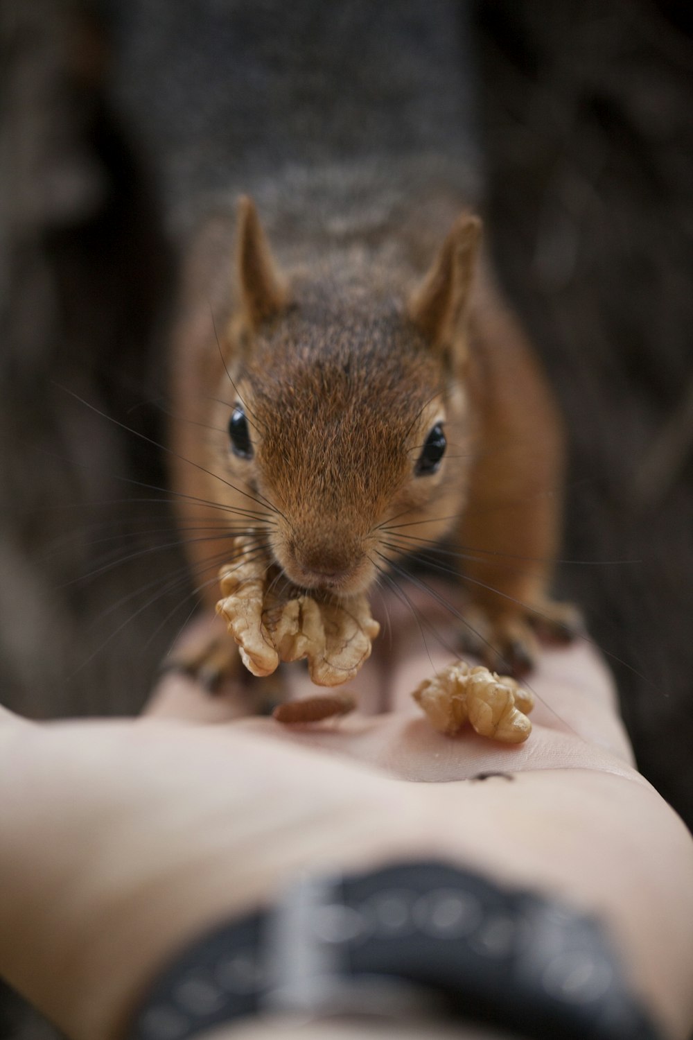 a squirrel eating food from a persons hand