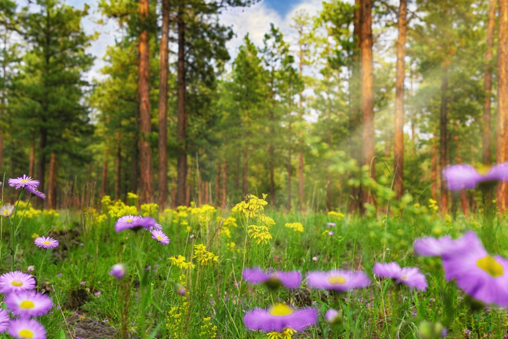 a field full of purple flowers next to a forest
