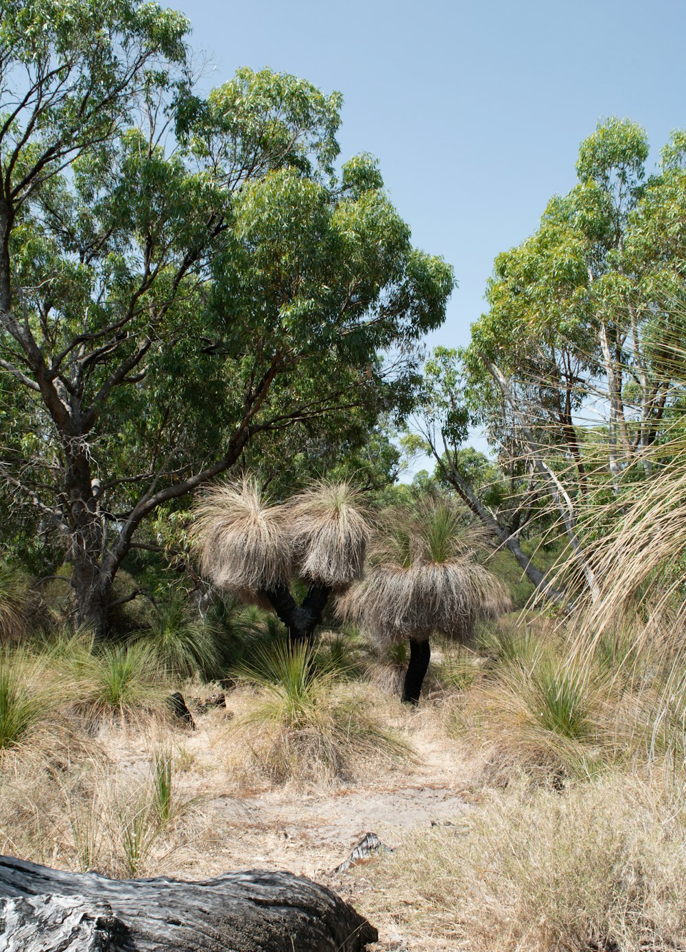 a couple of elephants walking through a forest