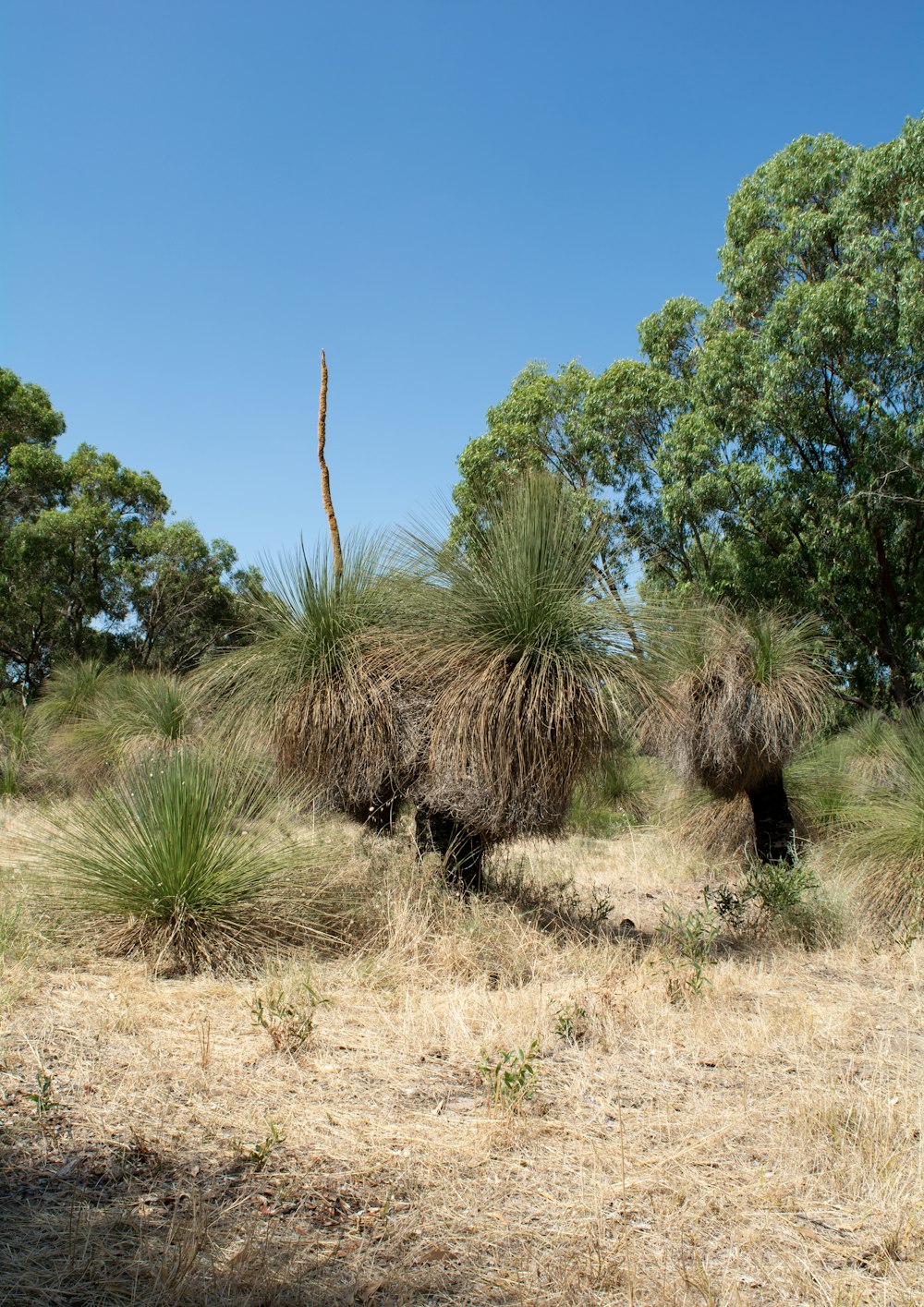 a couple of animals that are in the grass