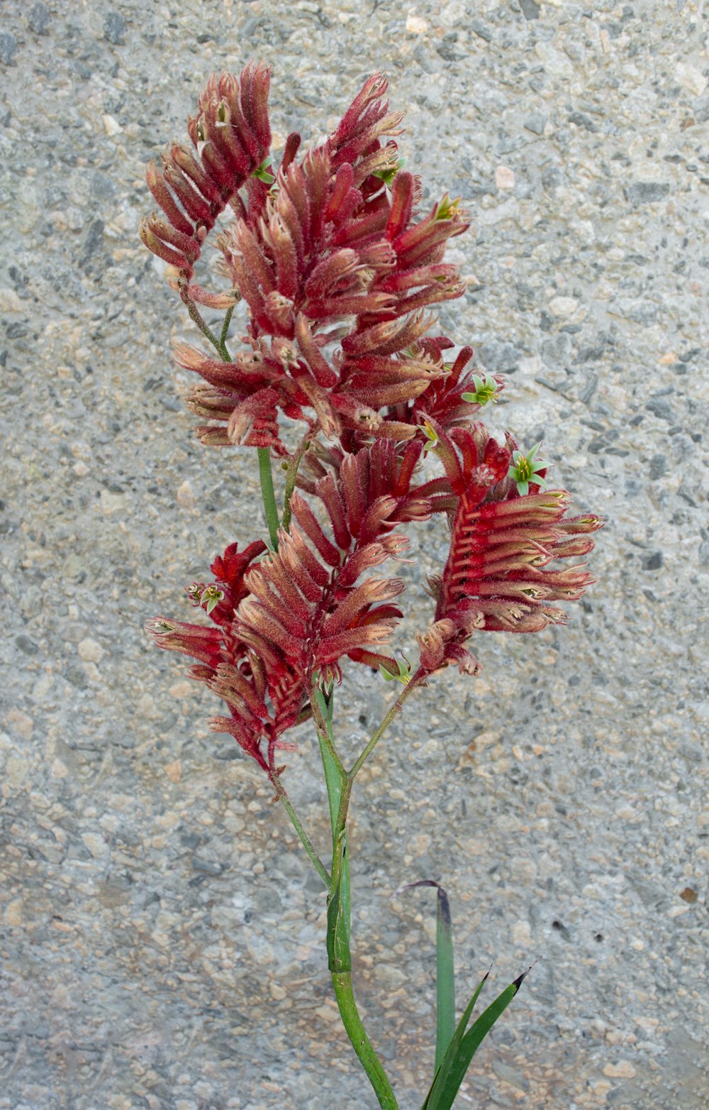 a red flower is in a vase on the ground