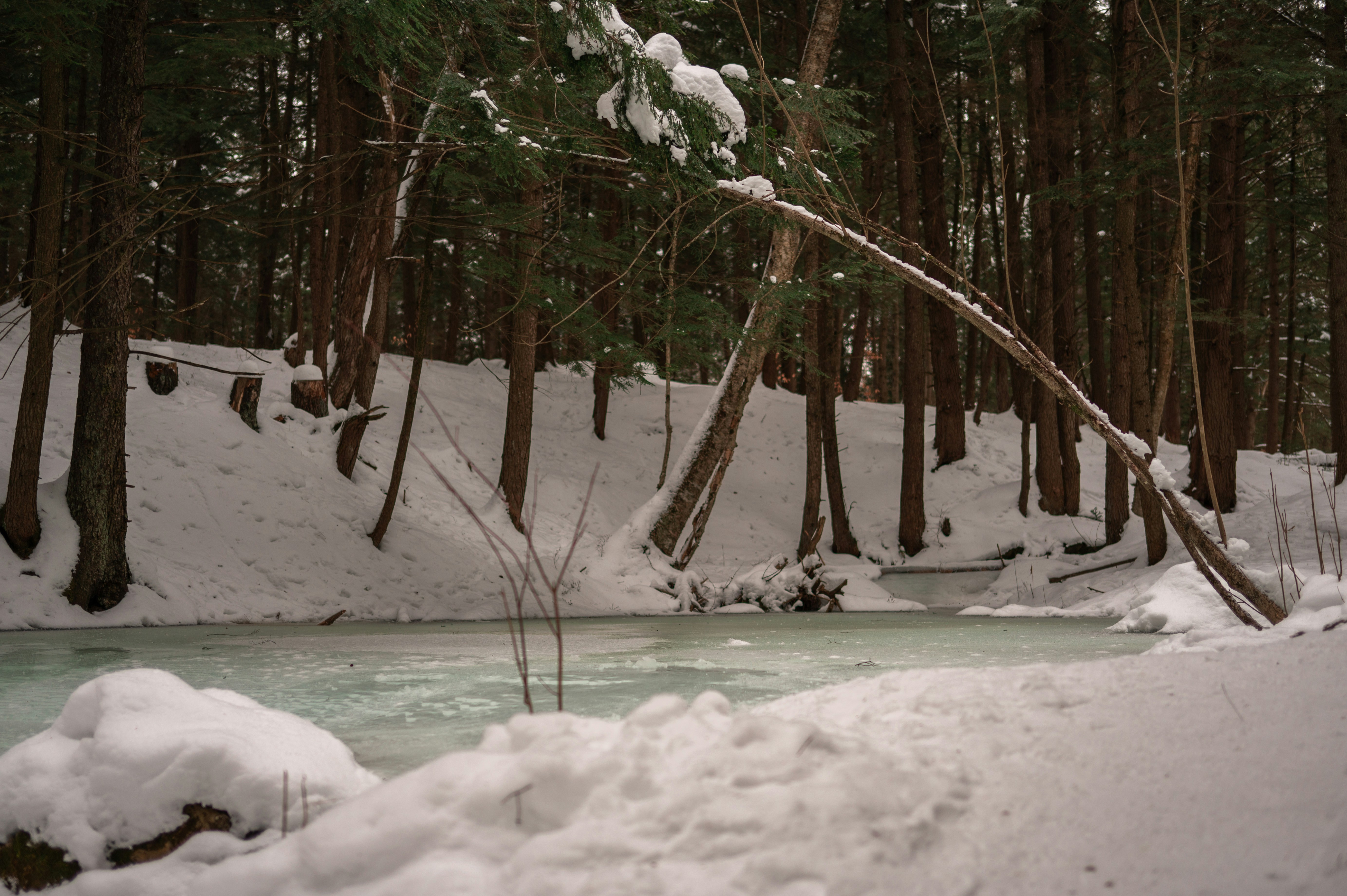 a stream running through a snow covered forest
