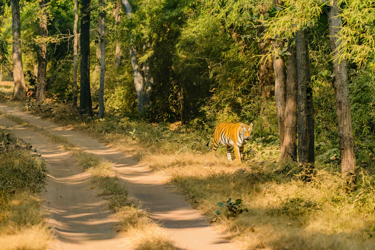Guru Ghasidas NP