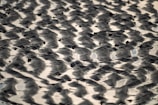 a group of birds standing on top of a puddle of water