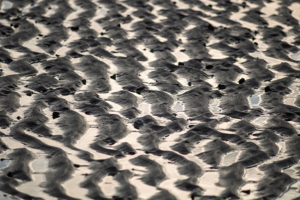 a group of birds standing on top of a puddle of water