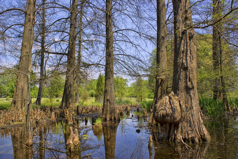 a swamp filled with lots of water surrounded by trees