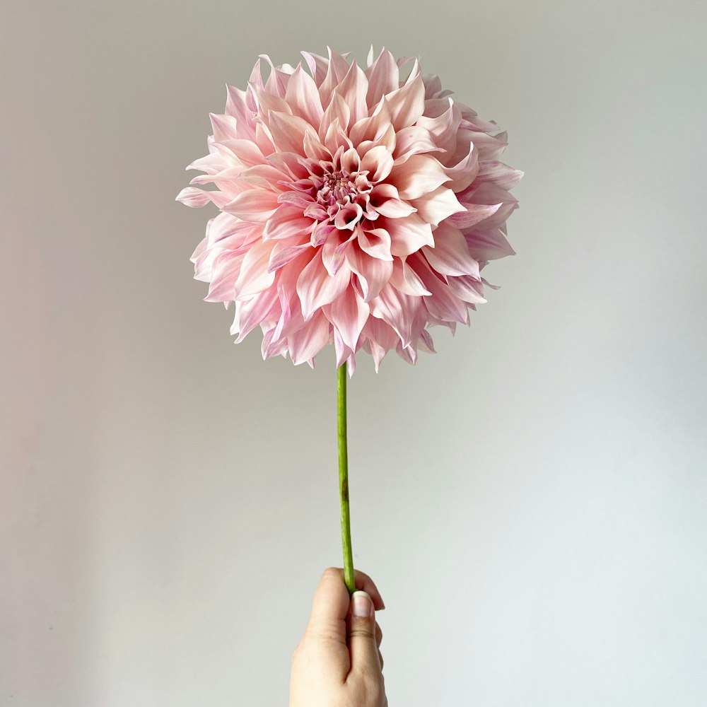 a person holding a pink flower in their hand