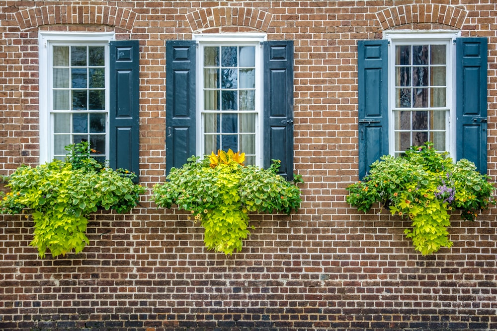 a brick building with three windows and blue shutters