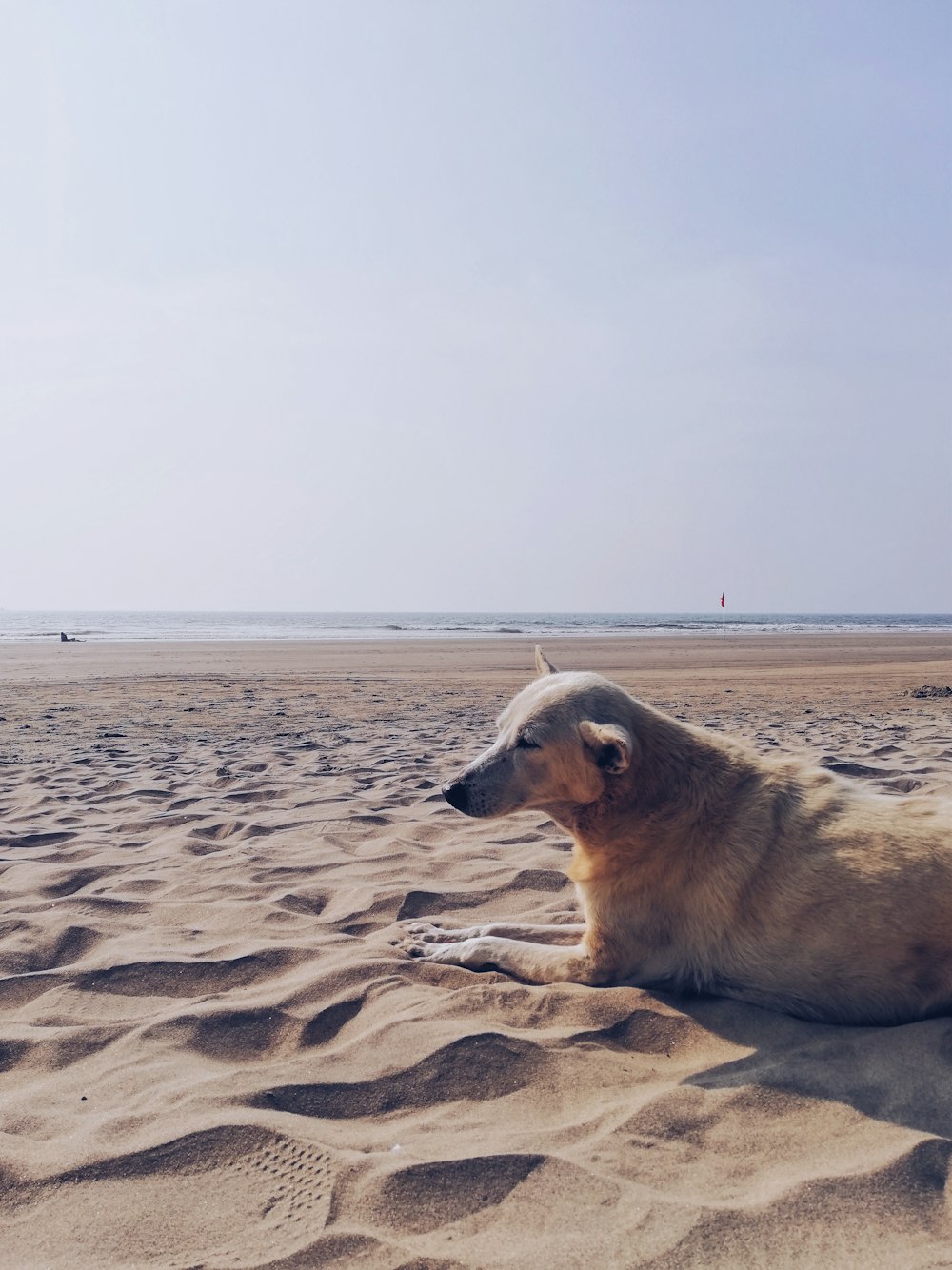 a dog laying in the sand on a beach