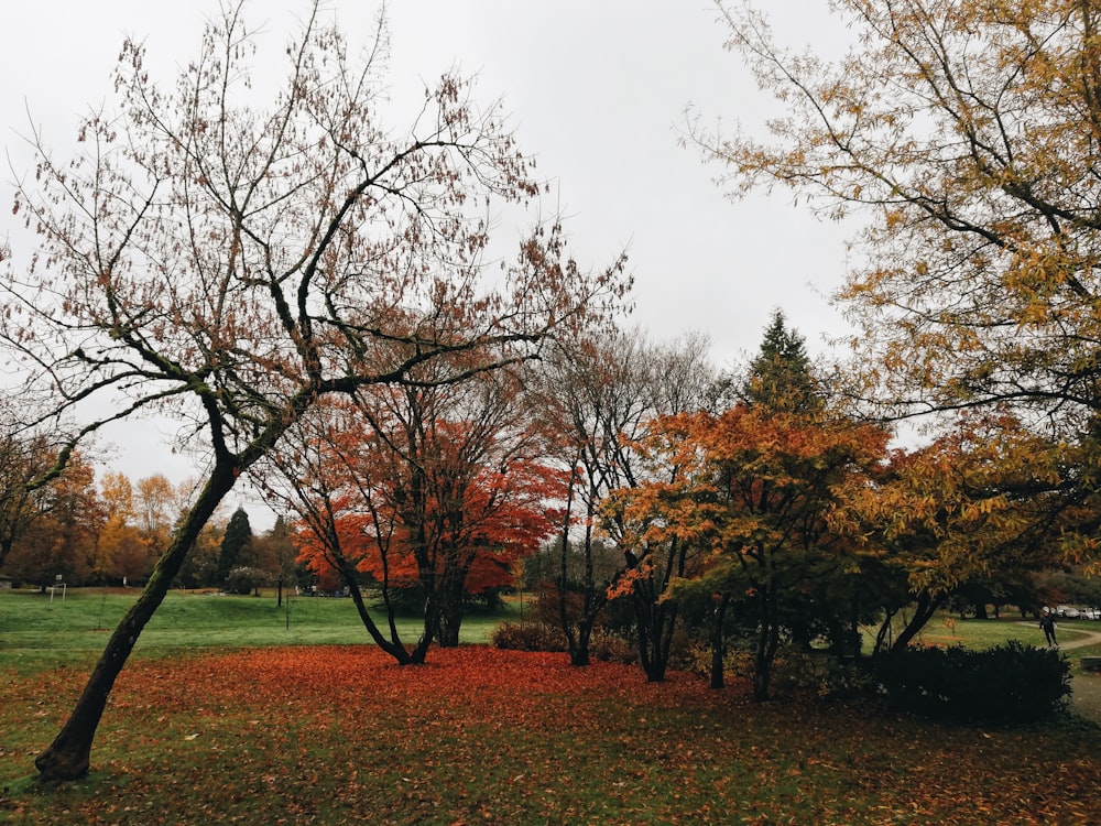 a park with a lot of trees and leaves on the ground