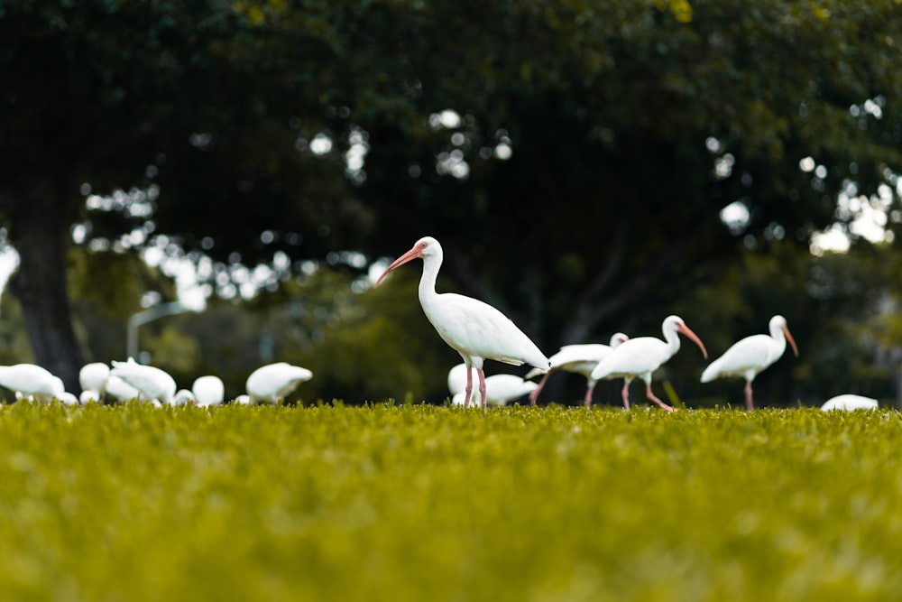 a flock of white birds standing on top of a lush green field