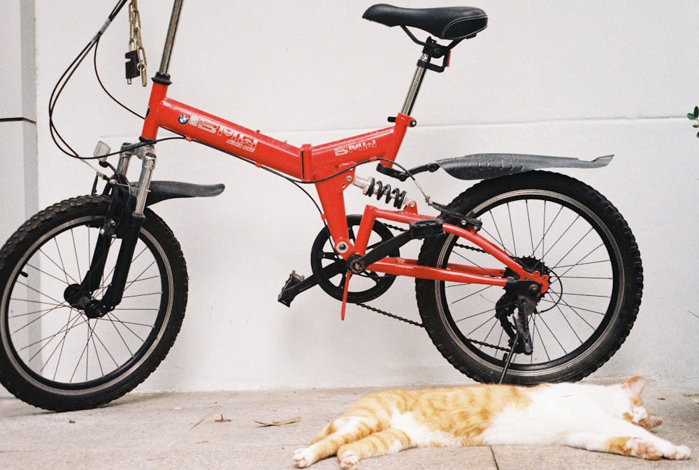 a cat laying on the ground next to a bike