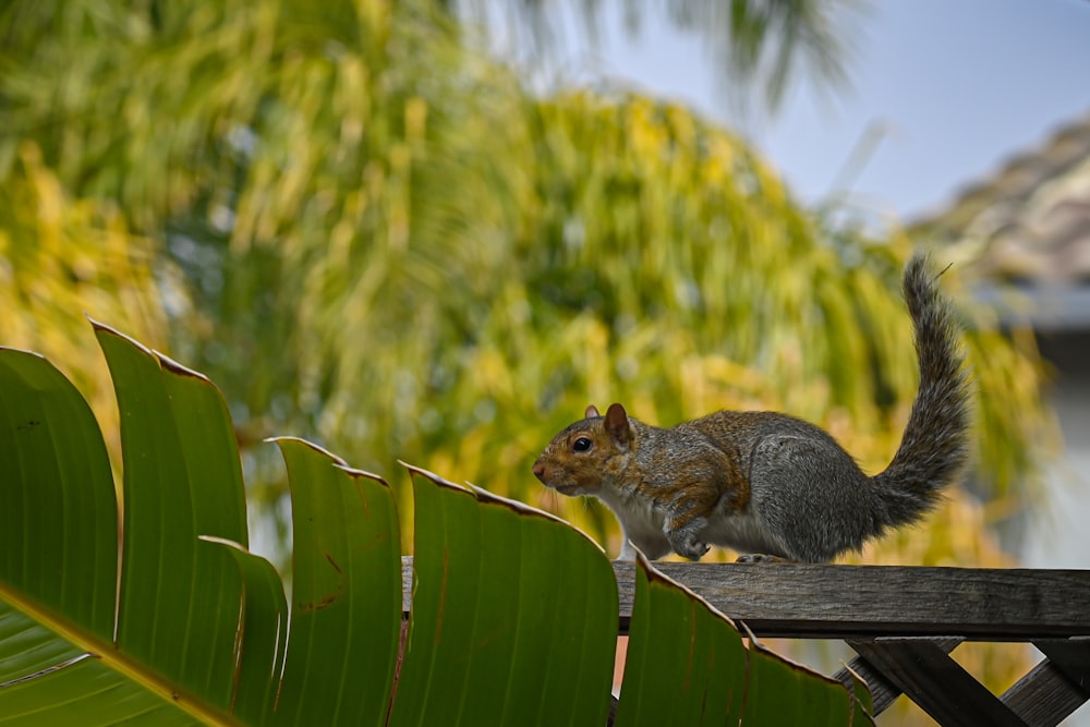 a squirrel sitting on top of a wooden fence