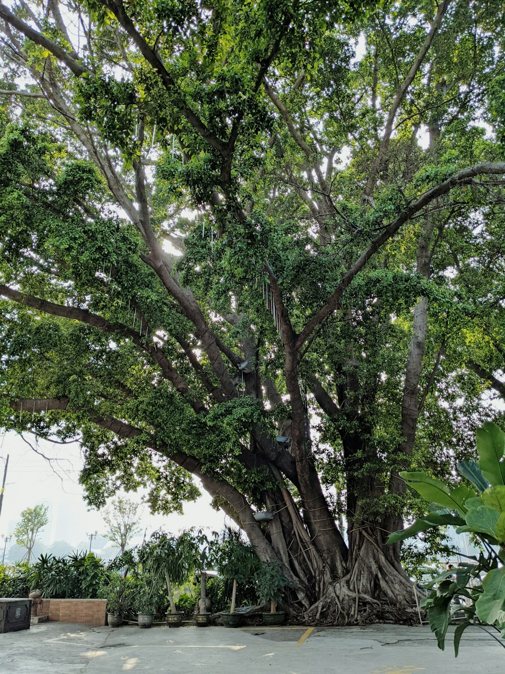 a large tree with lots of green leaves