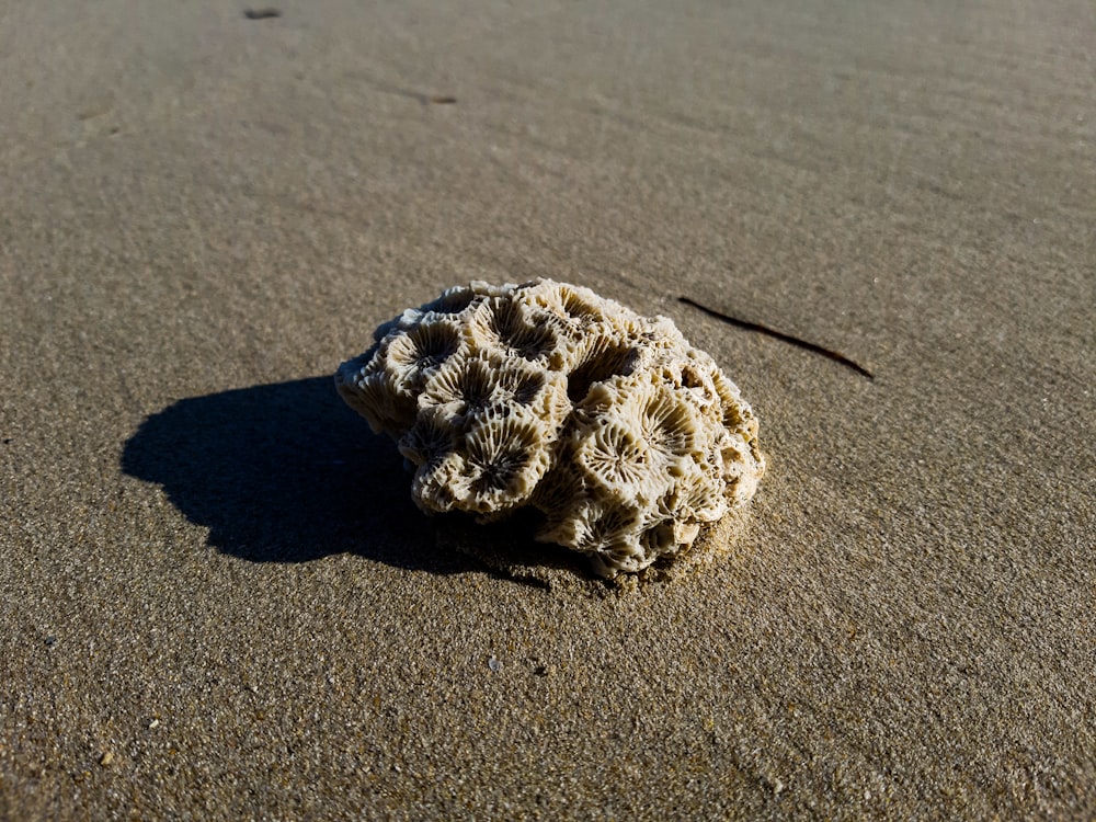 a rock sitting on top of a sandy beach