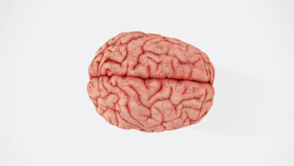 Researchers examining brain organoid samples under a microscope.