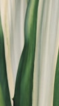 a close up of a green and white plant