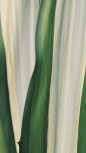 a close up of a green and white plant