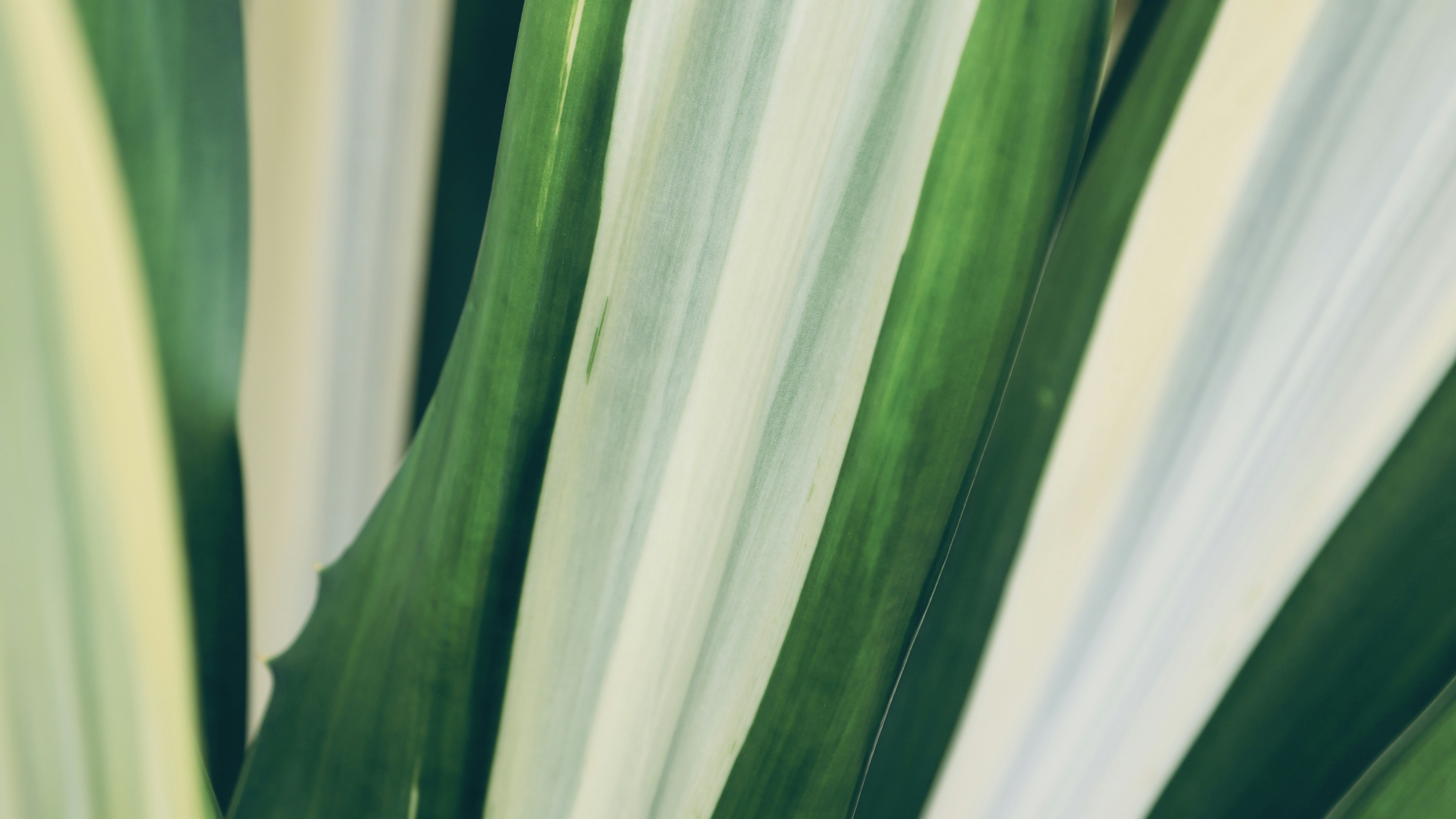 Photo by dickenslin76