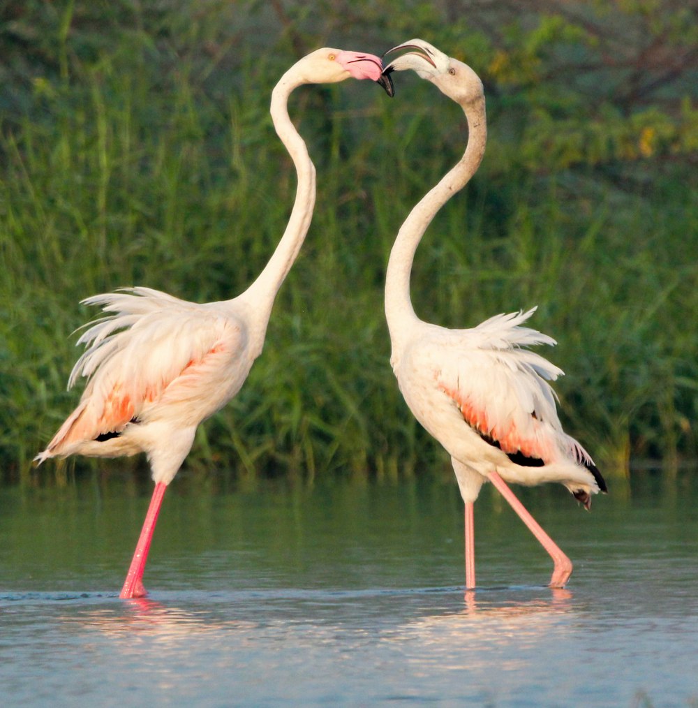 two flamingos standing in a body of water