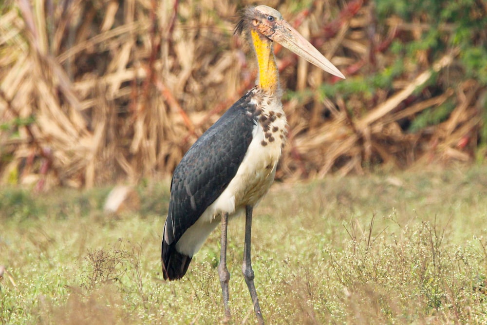 a bird with a long beak standing in a field