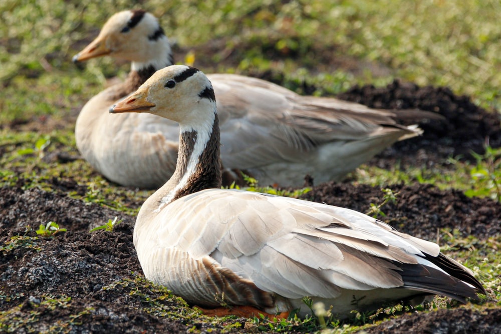 a couple of ducks that are sitting in the grass