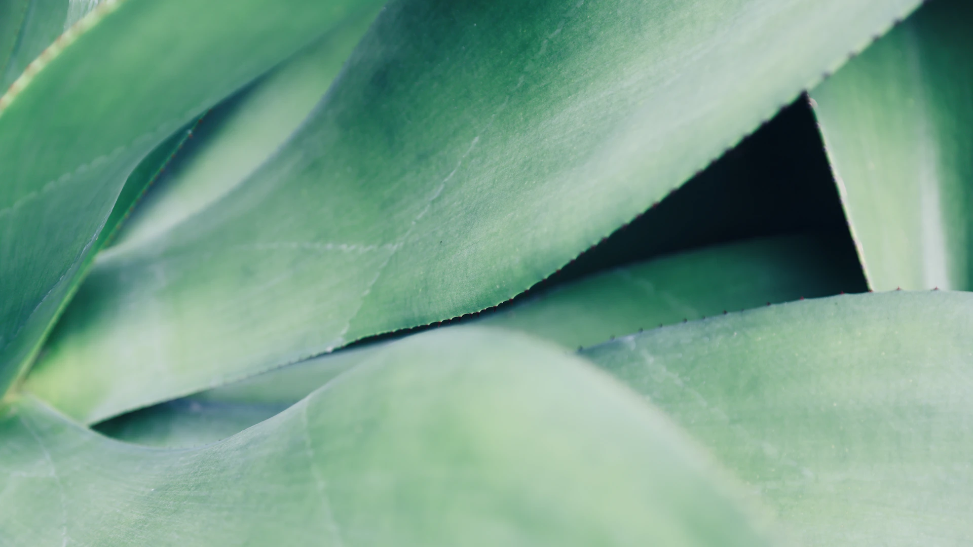a close up of a green plant with leaves