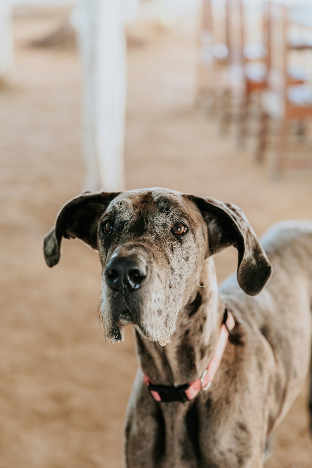 a close up of a dog on a leash