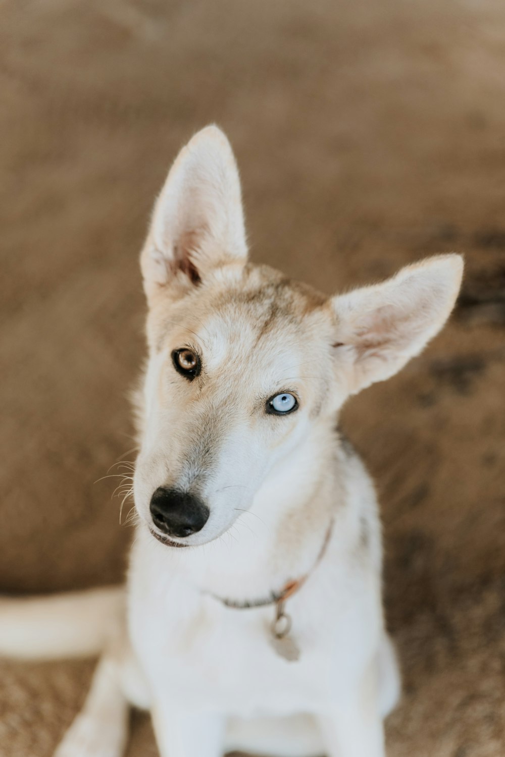 a white dog with blue eyes sitting on the floor