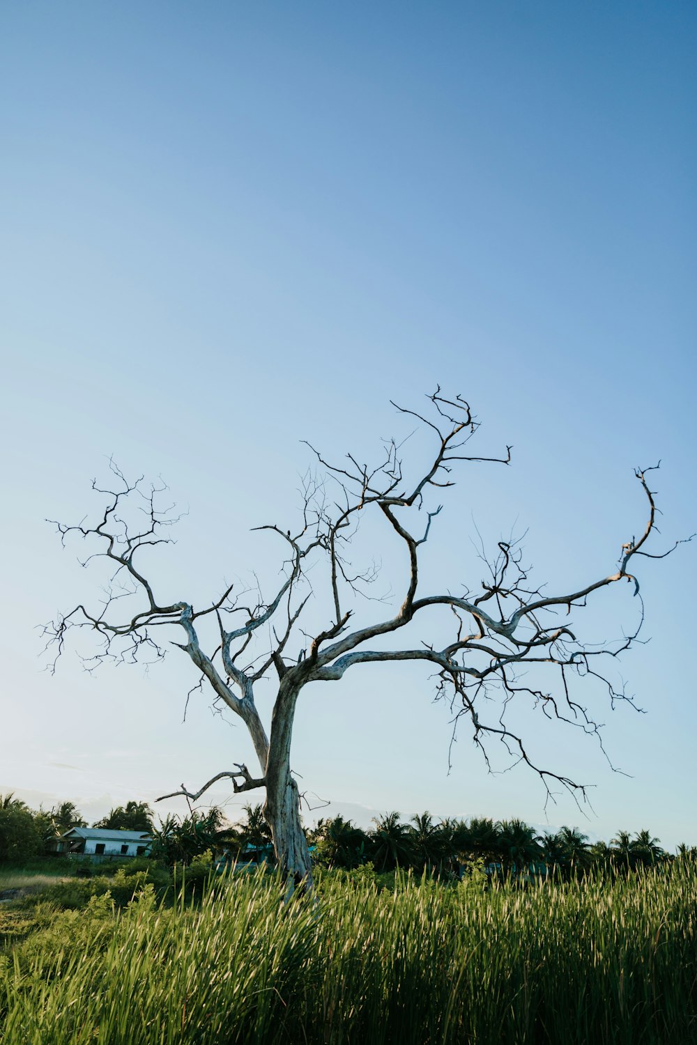 a bare tree in a grassy field under a blue sky