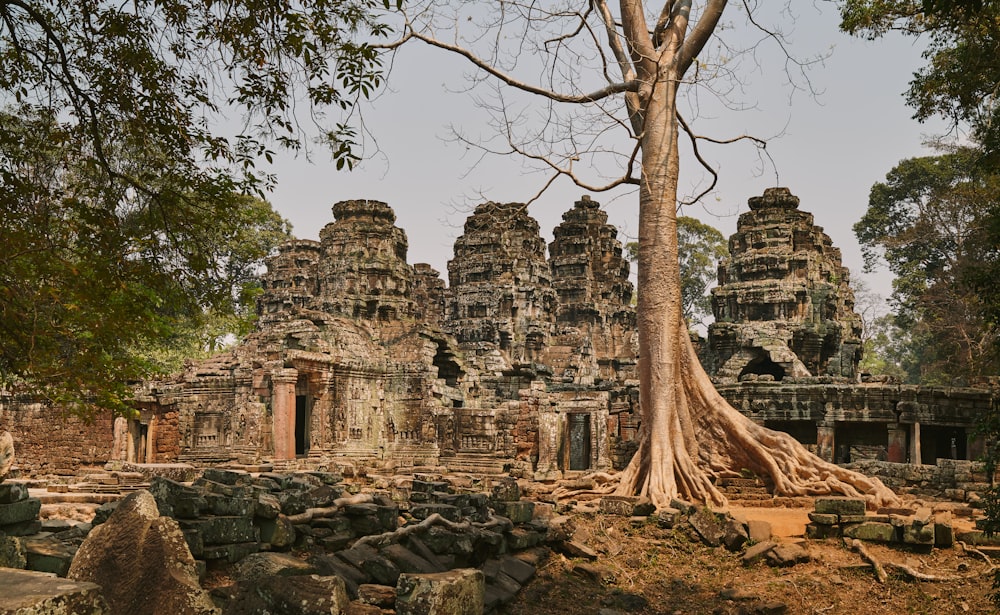 un arbre poussant sur les ruines d’un temple