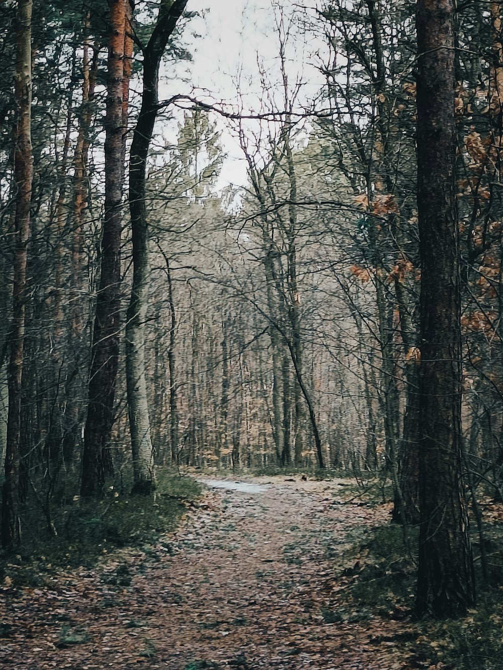 a dirt path in the middle of a forest