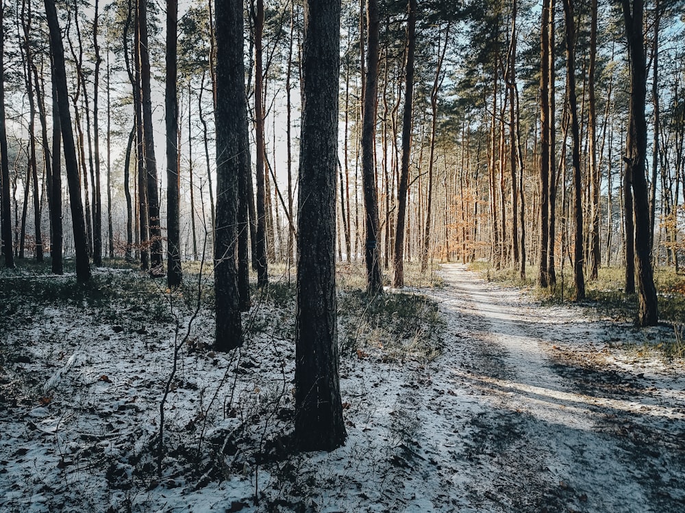 a snowy path in the middle of a forest