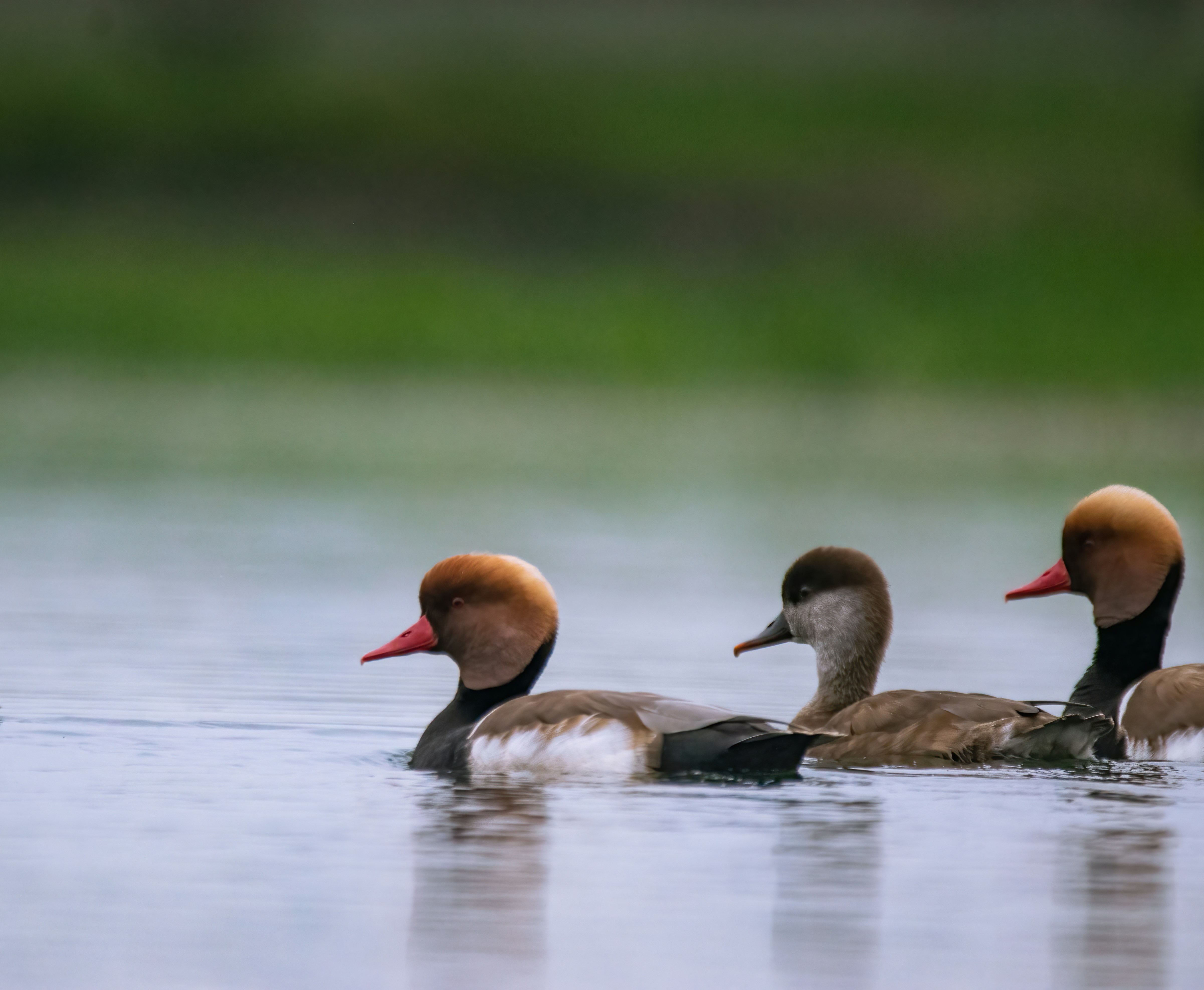 Photo by arnab_dey_photography