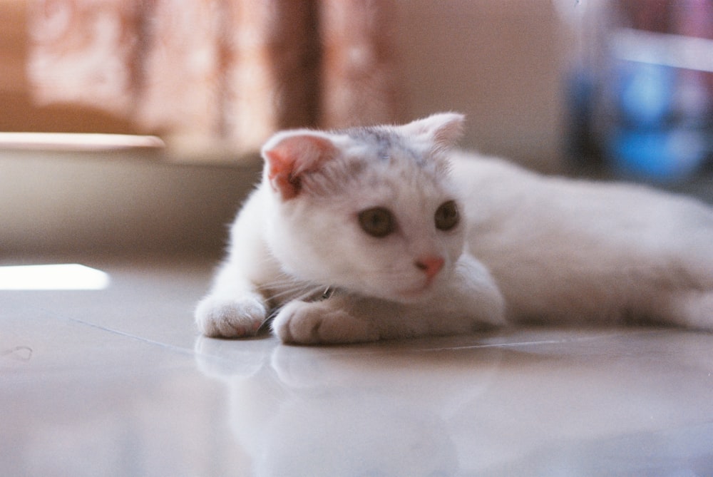 a white cat laying on the floor looking at the camera